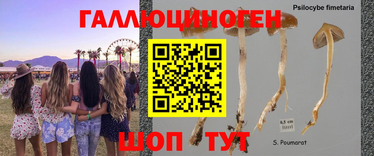 Псилоцибиновые грибы прущие грибы  Вход с VPN  Галлюциногенные грибы мицелий  Гай 